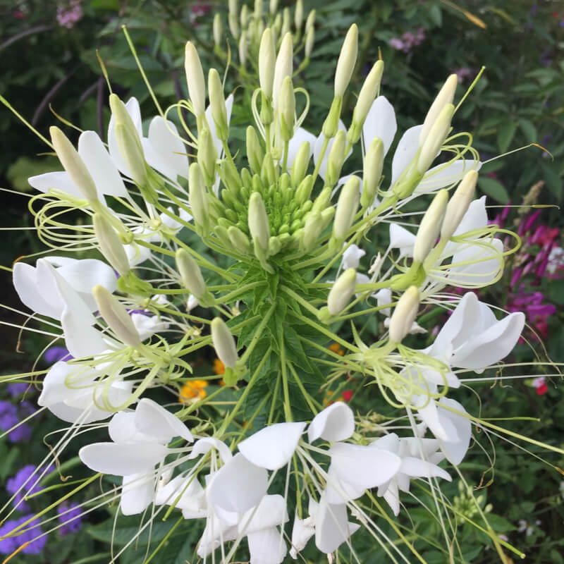 CLEOME BIANCO NR.100 SEMI