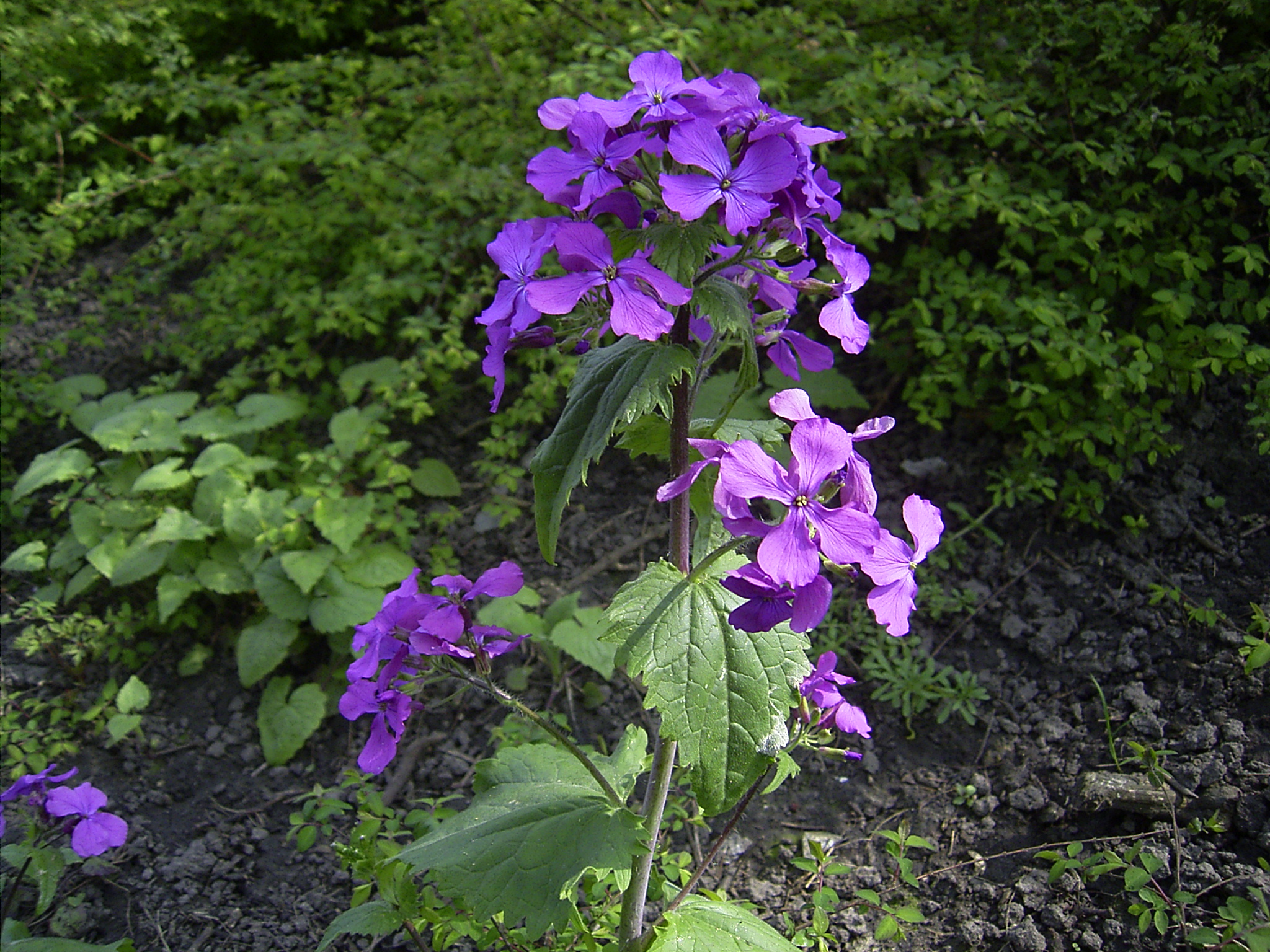LUNARIA VIOLA NR.50 SEMI