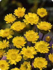 HELICHRYSUM PAPER DAISY GIALLO GR.5