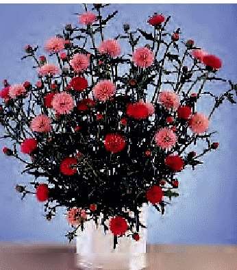 CIRSIUM JAPONICUM SALMONE NR.30 SEMI