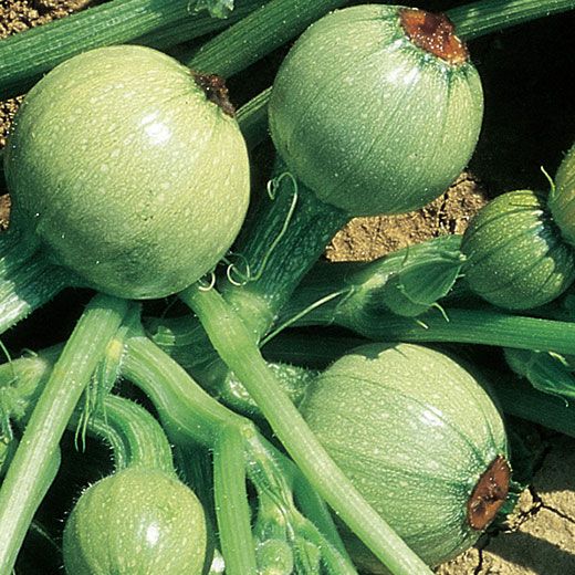 ZUCCHINO TONDO DI NIZZA NR.30 SEMI