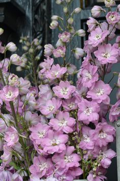 DELPHINIUM SUPREMO LILLA NR.300 SEMI