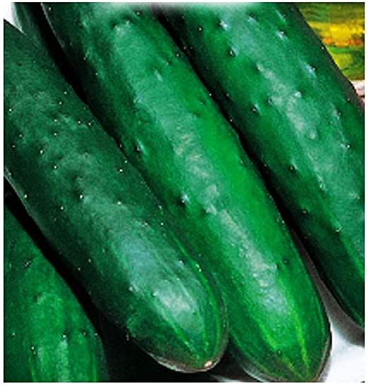 CETRIOLO PALOMAR GR.50