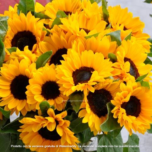 GIRASOLE VINCENT CHOICE NR.10.000 SEMI