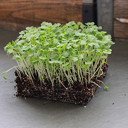 CAVOLO CINESE PAK CHOI VERDE GR.50