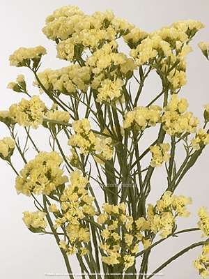 STATICE PACIFIC GIALLO GR.25