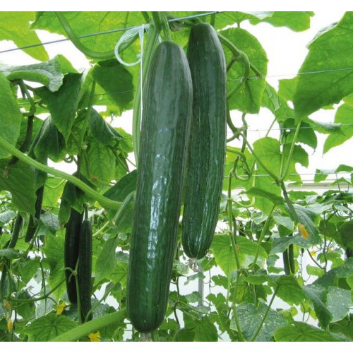 CETRIOLO TELEGRAPH NR.70 SEMI