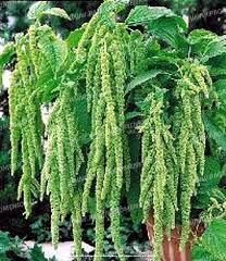 AMARANTO CODA DI VOLPE VERDE NR.200 SEMI