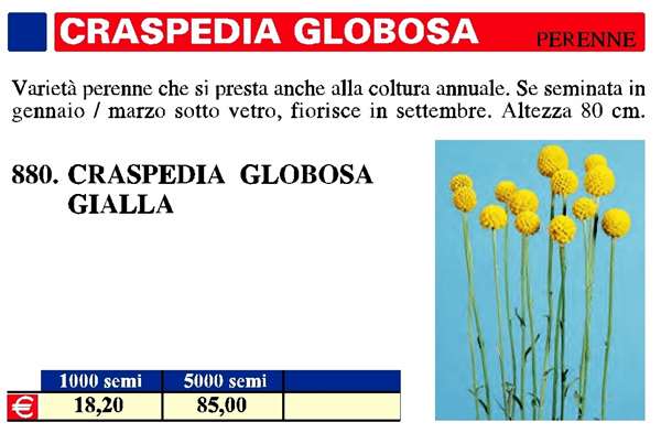 CRESPEDIA GLOBOSA