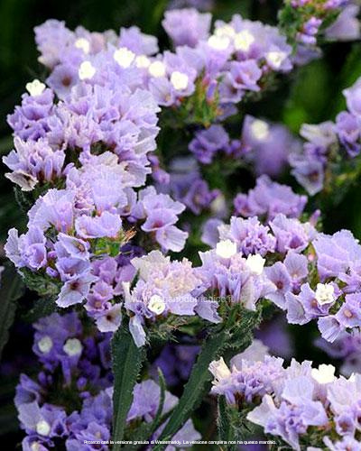 STATICE PACIFIC LAVANDA GR.50