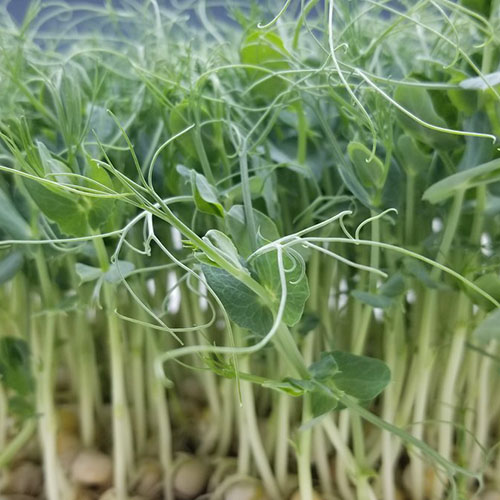 PISELLO PER MICROGREENS GR.100