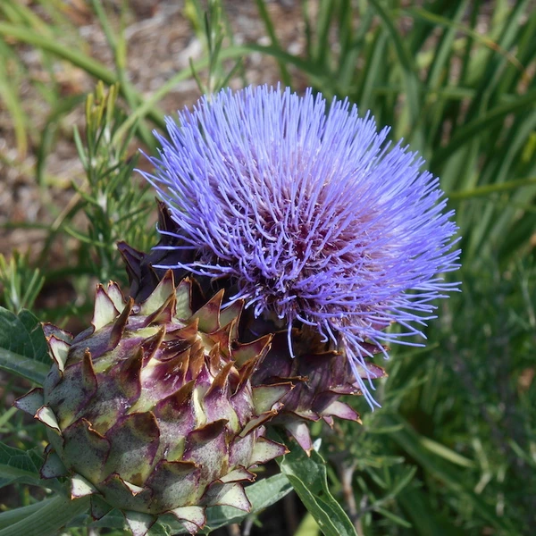 CYNARA CARDUNCULUS - SENZA SPINE - 25 SEMI
