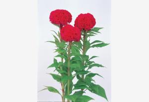 CELOSIA CRESTATA A PUGNO CHERMESINO NR.1000 SEMI