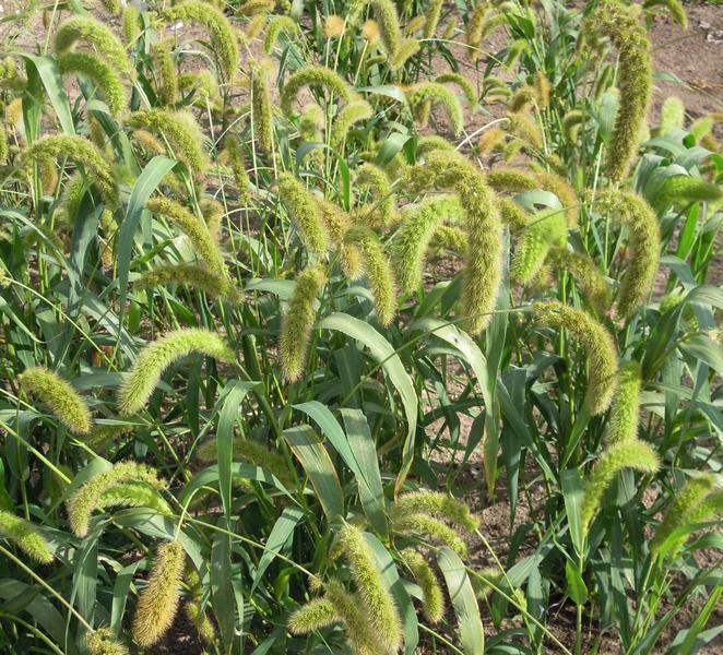 SETARIA MACROSTACHYA VERDE NR.300 SEMI