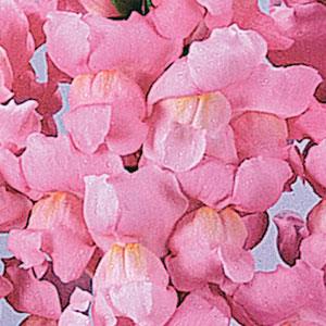 BOCCA DI LEONE / ANTIRRHINUM F1 MARYLAND YOSIMITE PINK NR.1000 SEMI