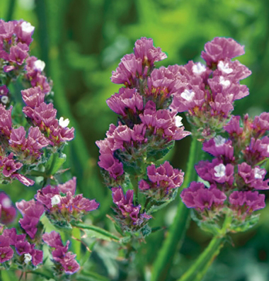 STATICE PACIFIC ROSSO GR.50