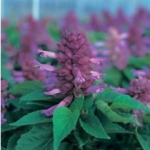 SALVIA SPLENDENS SIZZLER LAVANDA 1000 SEMI