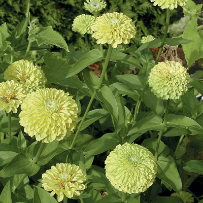 ZINNIA QUEEN LIME NR.1000 SEMI