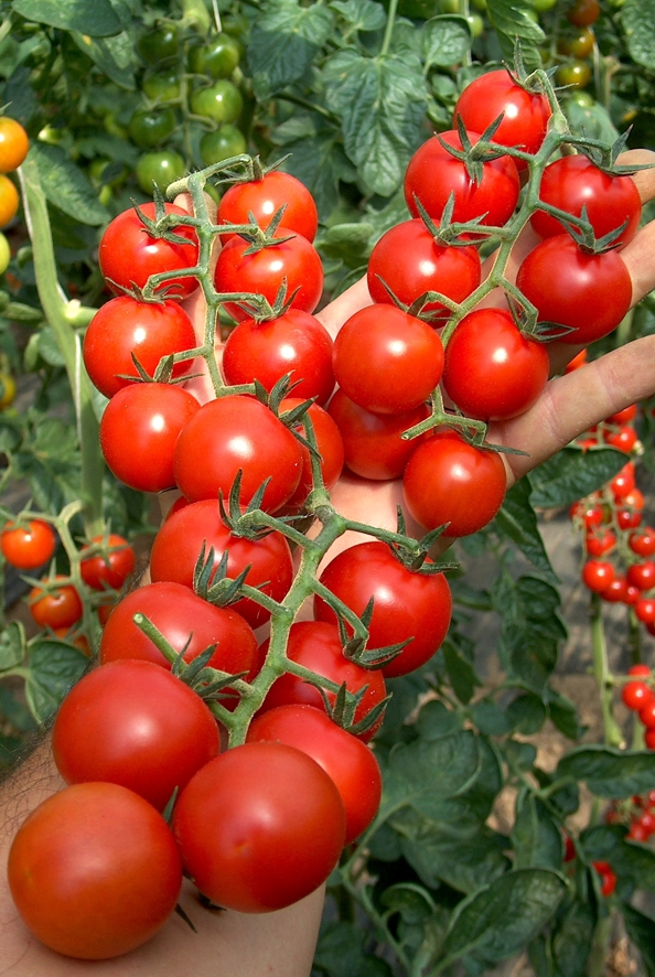 POMODORO RAIDER NR.1000 SEMI