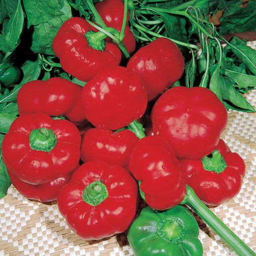 PEPERONE TOPEPO NR.100 SEMI