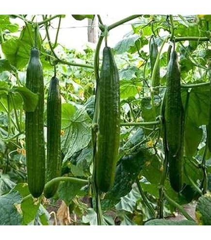 CETRIOLO PIRET BING NR.70 SEMI