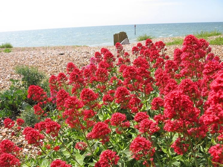 CENTRATHUS RUBER ROSSO NR.200 SEMI