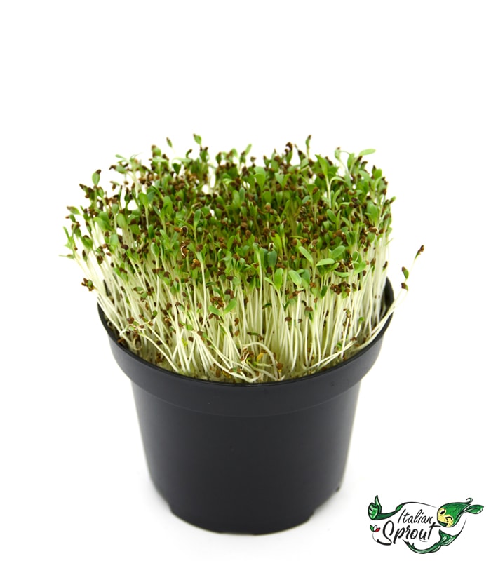 Alfalfa (Medicago sativa)  KG 1