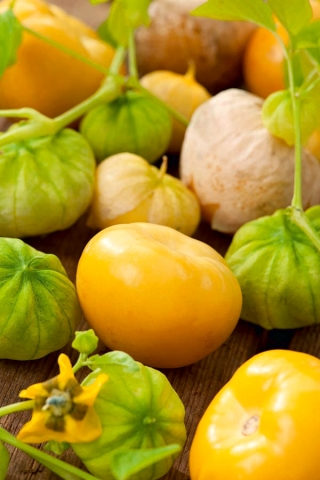 TOMATILLO AMARYLLA NR.200 SEMI