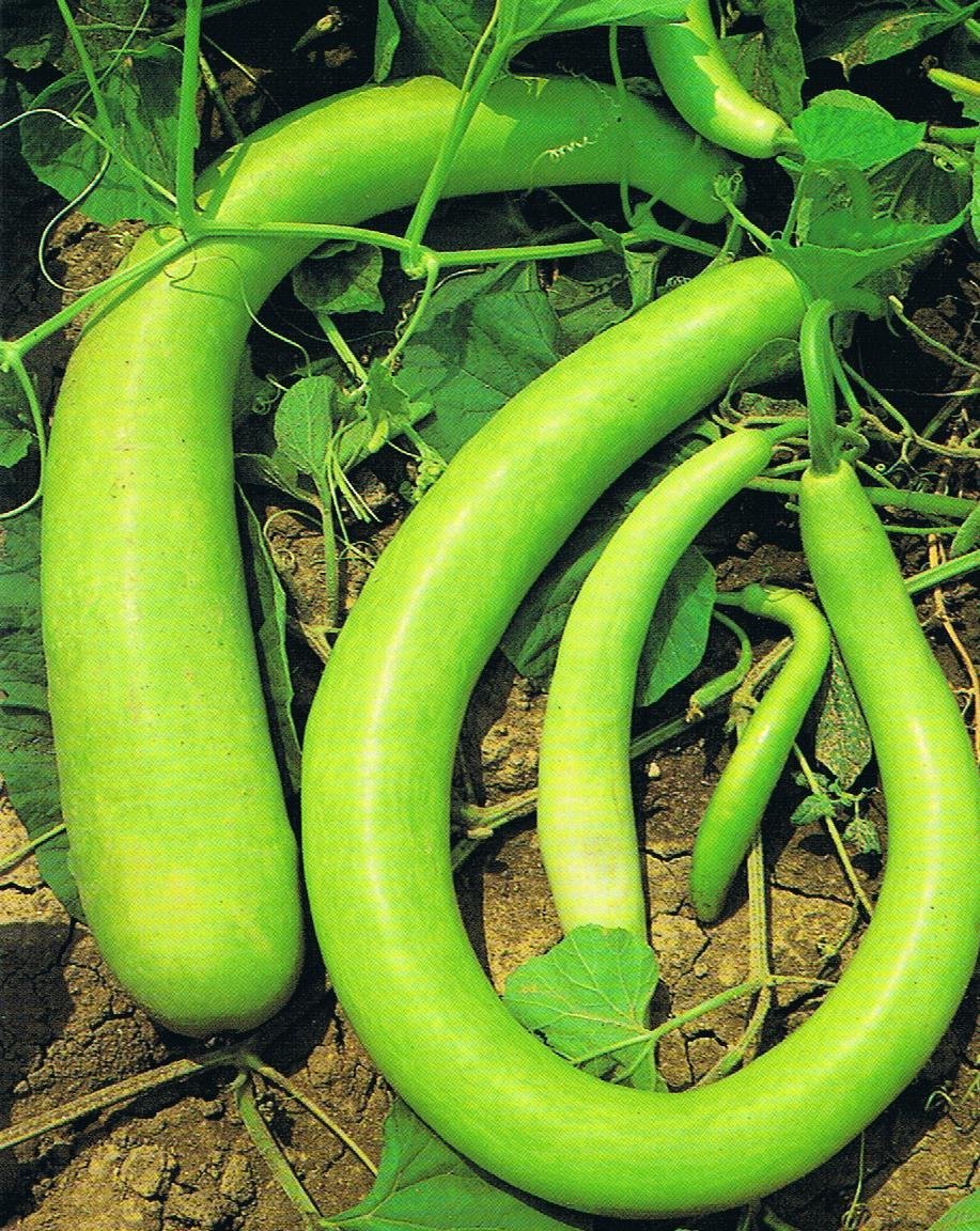ZUCCA LUNGA SERPENTE DI SICILIA NR.20 SEMI