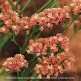 STATICE PACIFIC ALBICOCCA GR.10