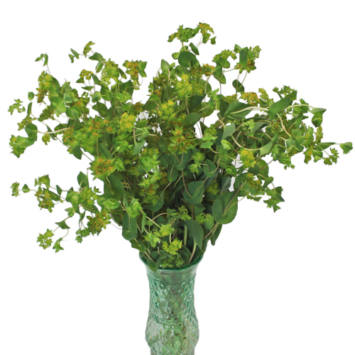 BUPLEURUM GRIFFITHI NR.300 SEMI