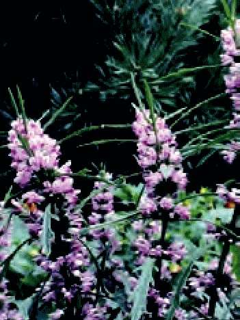 LEONURUS SIBIRISCUS LILLA NR.50 SEMI