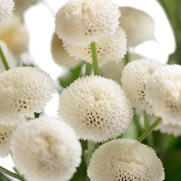 TANACETO BAYA NR.1000 SEMI