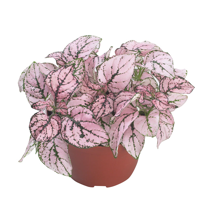HYPOESTES CONFETTI ROSA PINK NR.1000 SEMI