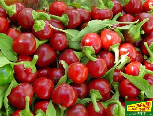 PEPERONE TONDO DOLCE NR.200 SEMI