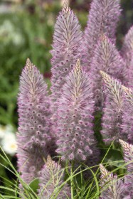 PTILOTUS EXALTATUS JOEY  NR.100 SEMI