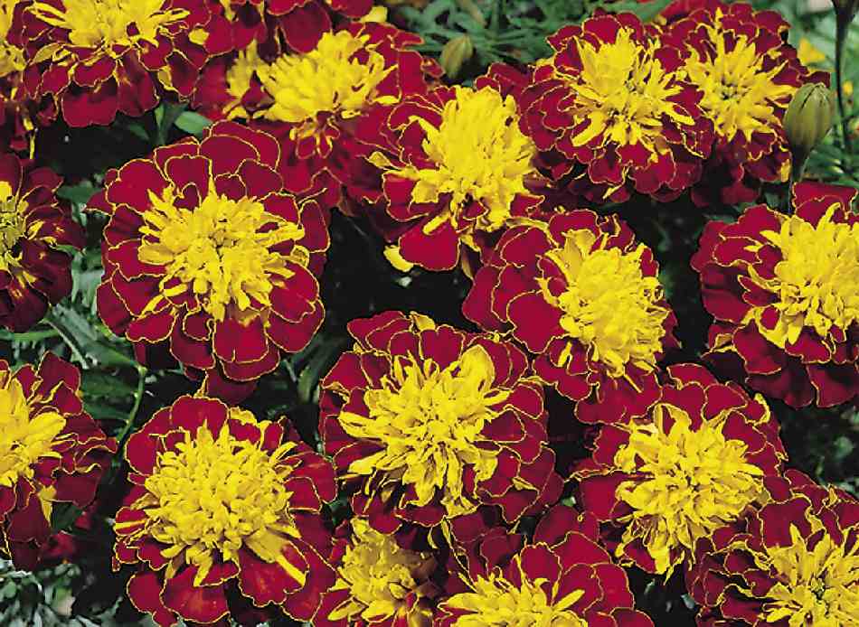TAGETES HERO SPRY 1000 SEMI