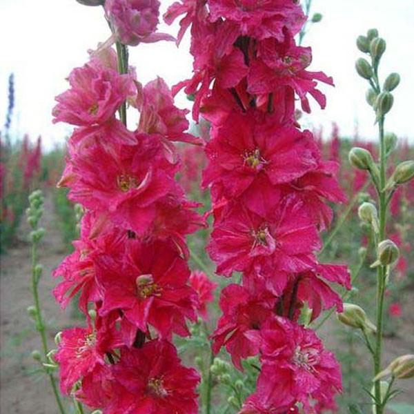 DELPHINIUM SUPREMO ROSA VIVO GR.10