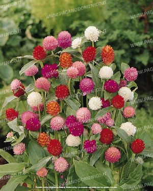 AMARANTINA GLOBOSA  MISCUGLIO NR.1000 SEMI