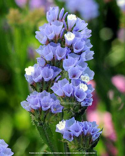 STATICE PACIFIC BLU CHIARO GR.50