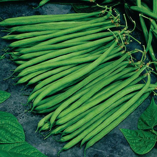 FAGIOLO NANO VERDE MANGIATUTTO TEMA GR.50