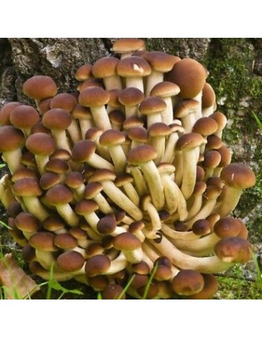 MICELIO PER FUNGHI PIOPPINO GR.20