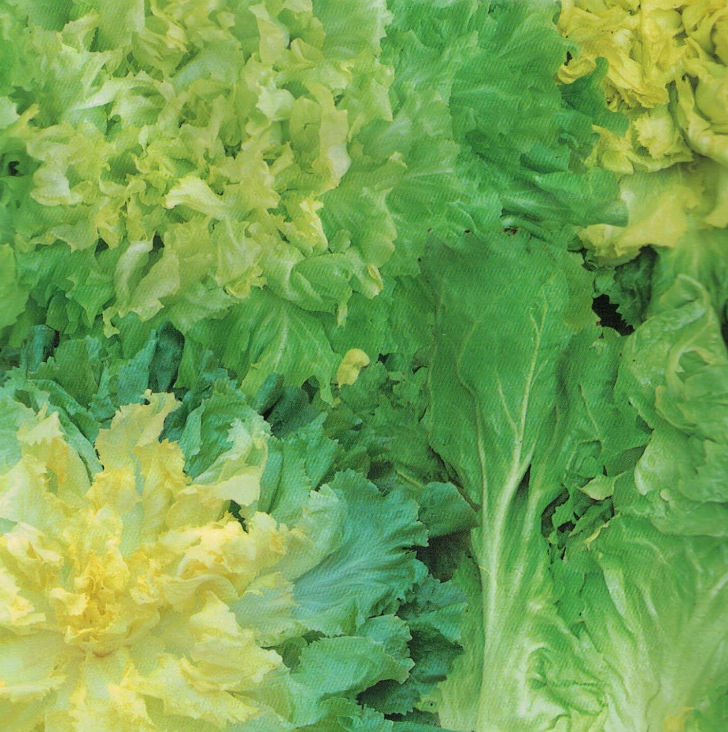 MISCUGLIO DI SCAROLE NR.300 SEMI