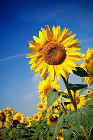 GIRASOLE DANA NR.50 SEMI