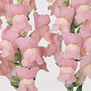 BOCCA DI LEONE / ANTIRRHINUM F1 MARYLAND SHELL PINK NR.1000 SEMI