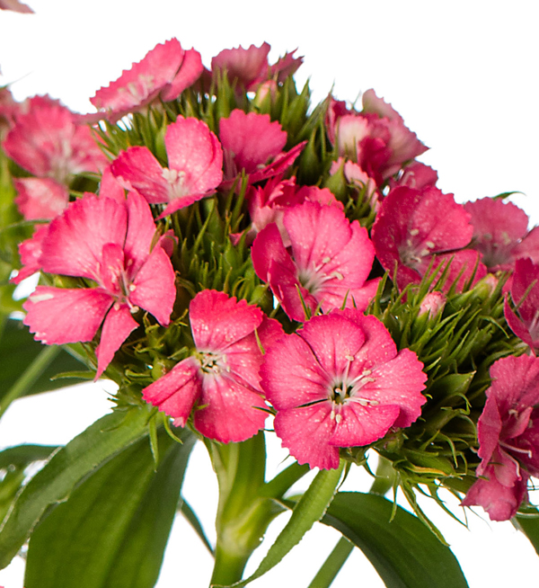 GAROFANO BARBIENNE ROSA NR.1000 SEMI (DIANTHUS)