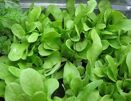 CICORIA BIONDA ZUCCHERINA DI TRIESTE GR.100