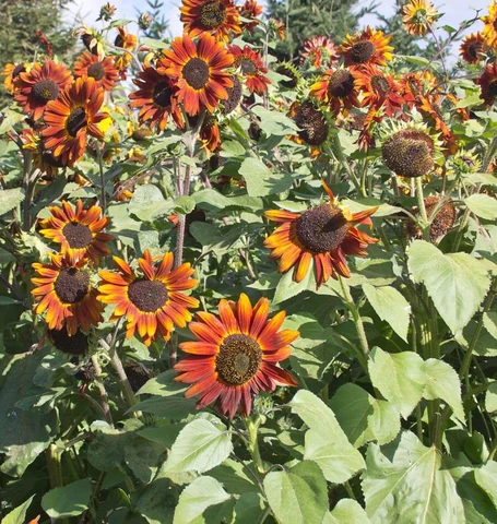 GIRASOLE REGINA DI VELLUTO NR.25 SEMI