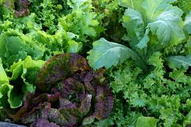 MISCUGLIO DI LATTUGHE GR.50