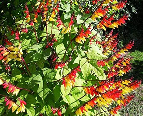 MINA LOBATA 25 SEMI